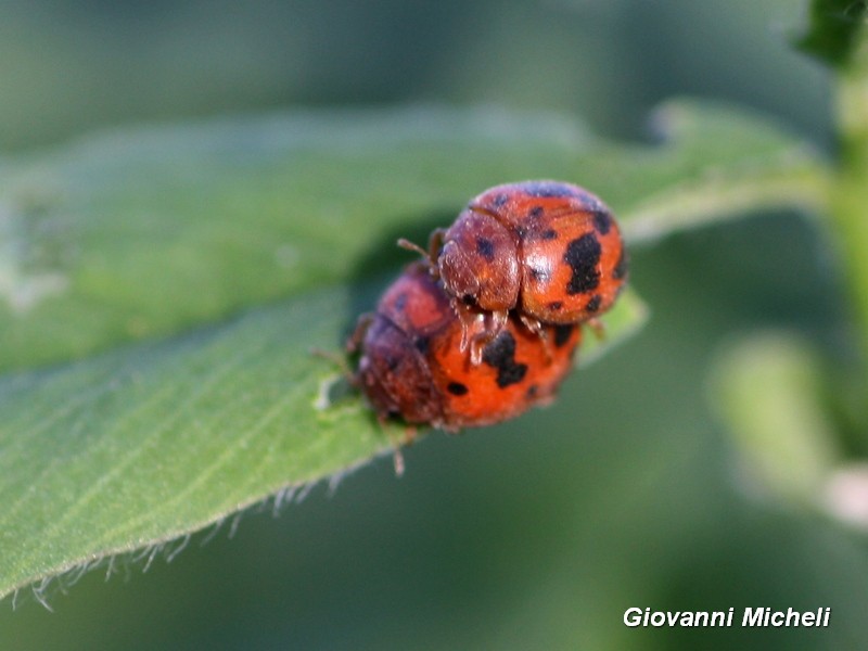 Subcoccinella vigintiquatuorpunctata.